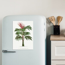 Magnes dekoracyjny Egzotyczna roślina palma w stylu vintage reprodukcja