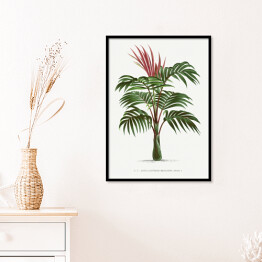 Plakat w ramie Egzotyczna roślina palma w stylu vintage reprodukcja