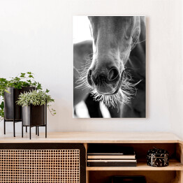 Obraz na płótnie Stylowa ilustracja z koniem w odcieniach szarości