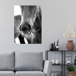 Plakat Stylowa ilustracja z koniem w odcieniach szarości