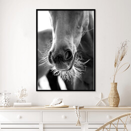 Plakat w ramie Stylowa ilustracja z koniem w odcieniach szarości