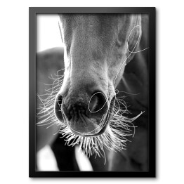 Obraz w ramie Stylowa ilustracja z koniem w odcieniach szarości