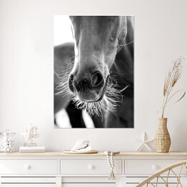 Plakat samoprzylepny Stylowa ilustracja z koniem w odcieniach szarości