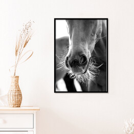 Plakat w ramie Stylowa ilustracja z koniem w odcieniach szarości