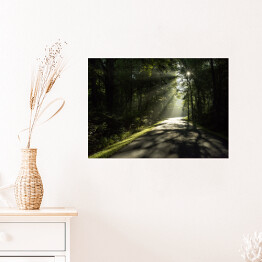 Plakat samoprzylepny Droga w lesie