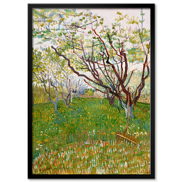 Plakat w ramie Vincent van Gogh Kwitnący sad. Reprodukcja obrazu