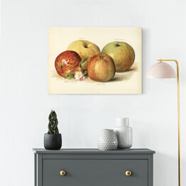 Obraz na płótnie Jabłka ilustracja w stylu vintage poziom John Wright Reprodukcja