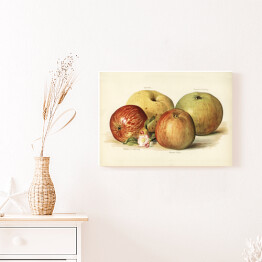 Obraz klasyczny Jabłka ilustracja w stylu vintage poziom John Wright Reprodukcja