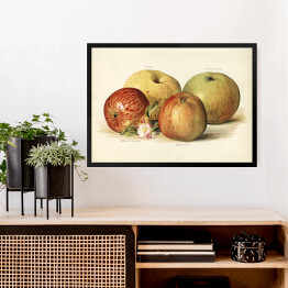 Obraz w ramie Jabłka ilustracja w stylu vintage poziom John Wright Reprodukcja