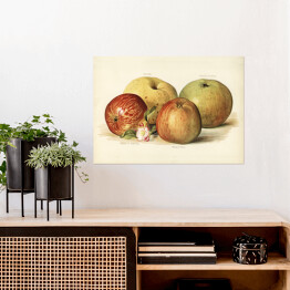 Plakat samoprzylepny Jabłka ilustracja w stylu vintage poziom John Wright Reprodukcja