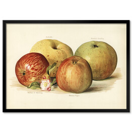 Plakat w ramie Jabłka ilustracja w stylu vintage poziom John Wright Reprodukcja