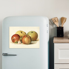 Magnes dekoracyjny Jabłka ilustracja w stylu vintage poziom John Wright Reprodukcja