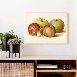 Obraz na płótnie Jabłka ilustracja w stylu vintage poziom John Wright Reprodukcja