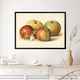 Obraz w ramie Jabłka ilustracja w stylu vintage poziom John Wright Reprodukcja
