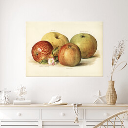Plakat samoprzylepny Jabłka ilustracja w stylu vintage poziom John Wright Reprodukcja