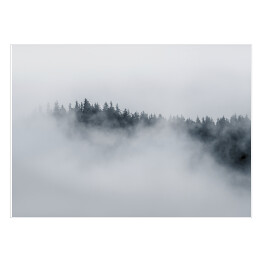 Plakat Drzewa otoczone gęstą mgłą w pochmurny dzień