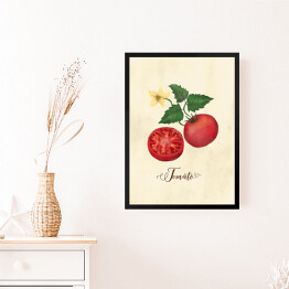 Obraz w ramie Ilustracja - pomidor