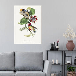 Plakat samoprzylepny Kolorowy ptak i motyl. Paul Gervais. Reprodukcja