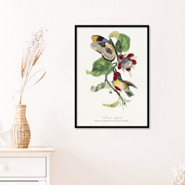 Plakat w ramie Kolorowy ptak i motyl. Paul Gervais. Reprodukcja
