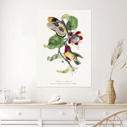 Plakat samoprzylepny Kolorowy ptak i motyl. Paul Gervais. Reprodukcja