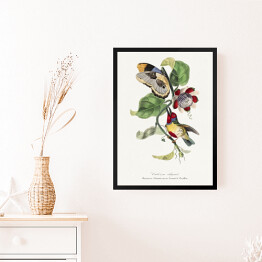 Obraz w ramie Kolorowy ptak i motyl. Paul Gervais. Reprodukcja