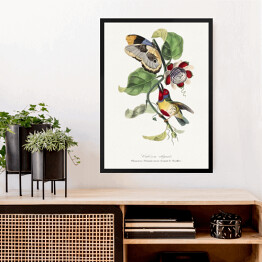 Obraz w ramie Kolorowy ptak i motyl. Paul Gervais. Reprodukcja
