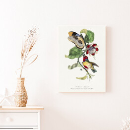 Obraz na płótnie Kolorowy ptak i motyl. Paul Gervais. Reprodukcja