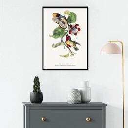 Plakat w ramie Kolorowy ptak i motyl. Paul Gervais. Reprodukcja