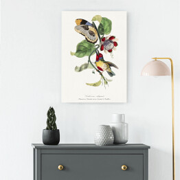 Obraz na płótnie Kolorowy ptak i motyl. Paul Gervais. Reprodukcja