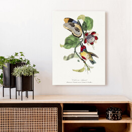 Obraz klasyczny Kolorowy ptak i motyl. Paul Gervais. Reprodukcja