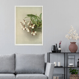 Plakat samoprzylepny F. Sander Orchidea no 1. Reprodukcja