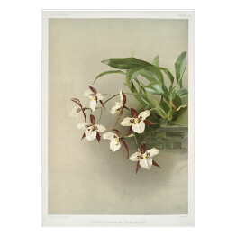 Plakat F. Sander Orchidea no 1. Reprodukcja