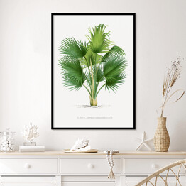 Plakat w ramie Duże liście palmy ilustracja vintage reprodukcja