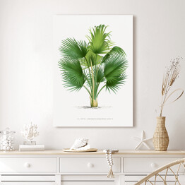 Obraz na płótnie Duże liście palmy ilustracja vintage reprodukcja
