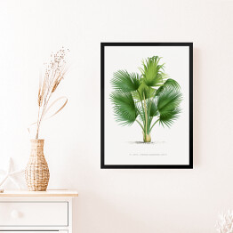 Obraz w ramie Duże liście palmy ilustracja vintage reprodukcja