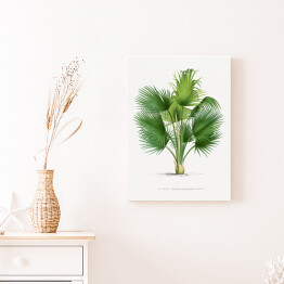 Obraz na płótnie Duże liście palmy ilustracja vintage reprodukcja
