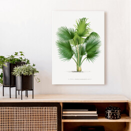 Obraz klasyczny Duże liście palmy ilustracja vintage reprodukcja