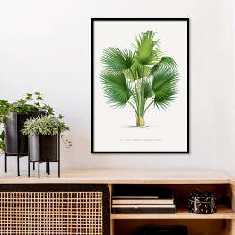 Plakat w ramie Duże liście palmy ilustracja vintage reprodukcja