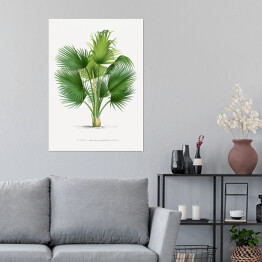 Plakat Duże liście palmy ilustracja vintage reprodukcja