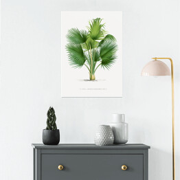 Plakat Duże liście palmy ilustracja vintage reprodukcja