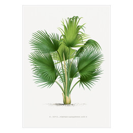 Plakat samoprzylepny Duże liście palmy ilustracja vintage reprodukcja
