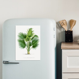 Magnes dekoracyjny Duże liście palmy ilustracja vintage reprodukcja