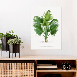 Plakat samoprzylepny Duże liście palmy ilustracja vintage reprodukcja