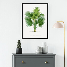 Obraz w ramie Duże liście palmy ilustracja vintage reprodukcja