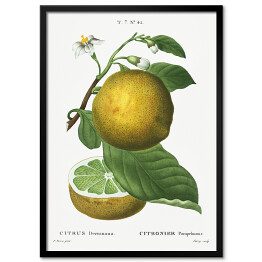 Plakat w ramie Pierre Joseph Redouté "Cytryna" - reprodukcja