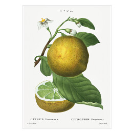Plakat samoprzylepny Pierre Joseph Redouté "Cytryna" - reprodukcja