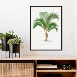 Plakat w ramie Tropikalne rośliny rysunek palmy reprodukcja