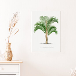Plakat samoprzylepny Tropikalne rośliny rysunek palmy reprodukcja