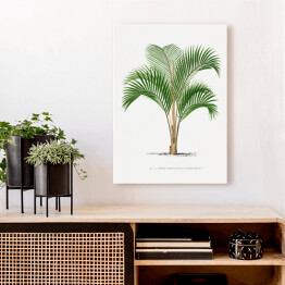 Obraz na płótnie Tropikalne rośliny rysunek palmy reprodukcja