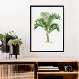Obraz w ramie Tropikalne rośliny rysunek palmy reprodukcja
